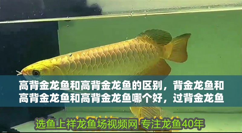 高背金龍魚和高背金龍魚的區別，背金龍魚和高背金龍魚和高背金龍魚哪個好，過背金龍魚的區別