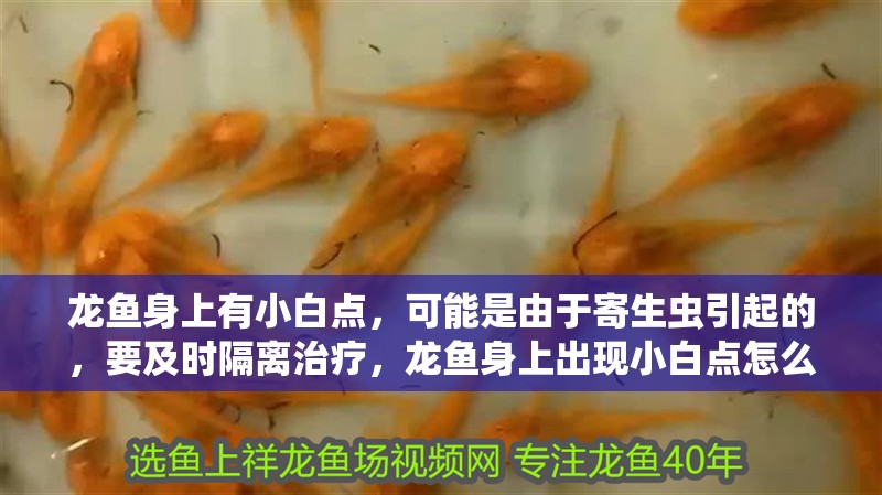 龍魚身上有小白點，可能是由于寄生蟲引起的，要及時隔離治療，龍魚身上出現小白點怎么辦？ 龍魚身上有小白點，可能是由于寄生蟲引起的，要及時隔離治療，龍魚身上出現小白點怎么辦？ 觀賞魚百科 第2張