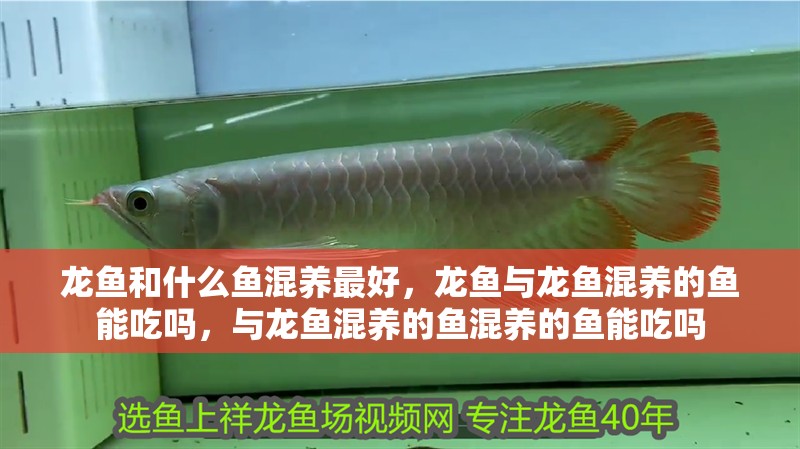 龍魚和什么魚混養(yǎng)最好，龍魚與龍魚混養(yǎng)的魚能吃嗎，與龍魚混養(yǎng)的魚混養(yǎng)的魚能吃嗎