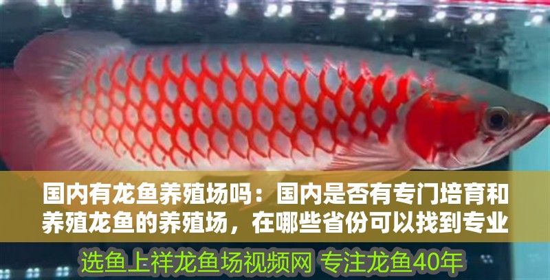 國內有龍魚養殖場嗎：國內是否有專門培育和養殖龍魚的養殖場，在哪些省份可以找到專業的龍魚養殖基地 國內有龍魚養殖場嗎：國內是否有專門培育和養殖龍魚的養殖場，在哪些省份可以找到專業的龍魚養殖基地 觀賞魚百科