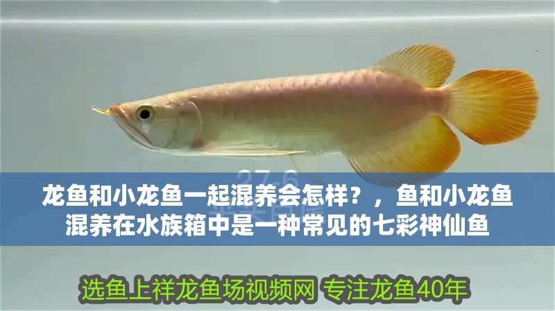 龍魚(yú)和小龍魚(yú)一起混養(yǎng)會(huì)怎樣？，魚(yú)和小龍魚(yú)混養(yǎng)在水族箱中是一種常見(jiàn)的七彩神仙魚(yú)