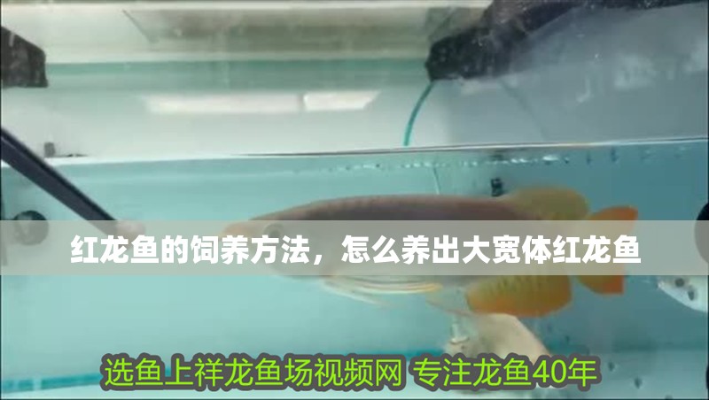 紅龍魚的飼養方法，怎么養出大寬體紅龍魚