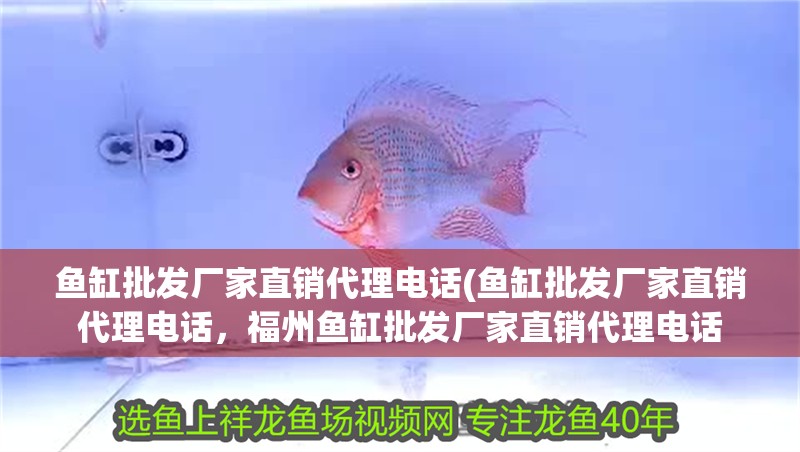魚缸批發廠家直銷代理電話(魚缸批發廠家直銷代理電話，福州魚缸批發廠家直銷代理電話
