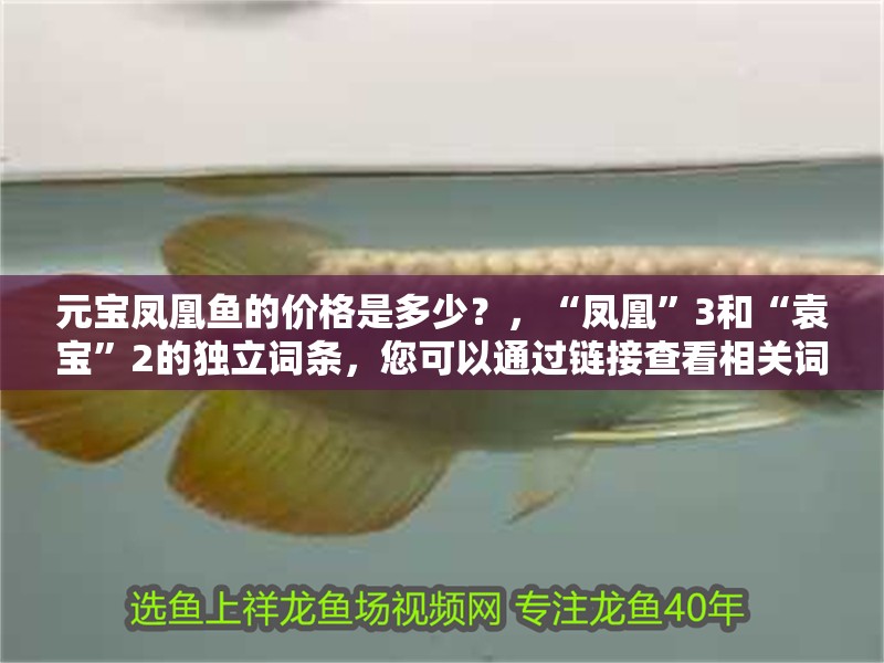 元寶鳳凰魚的價格是多少？，“鳳凰”3和“袁寶”2的獨立詞條，您可以通過鏈接查看相關詞條