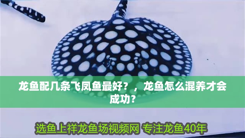 龍魚配幾條飛鳳魚最好？，龍魚怎么混養才會成功？ 龍魚配幾條飛鳳魚最好？，龍魚怎么混養才會成功？ 觀賞魚百科 第3張