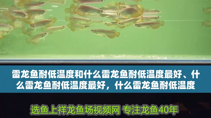 雷龍魚耐低溫度和什么雷龍魚耐低溫度最好、什么雷龍魚耐低溫度最好，什么雷龍魚耐低溫度