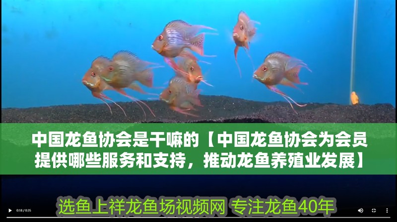 中國龍魚協會是干嘛的【中國龍魚協會為會員提供哪些服務和支持，推動龍魚養殖業發展】 中國龍魚協會是干嘛的【中國龍魚協會為會員提供哪些服務和支持，推動龍魚養殖業發展】 觀賞魚百科 第2張