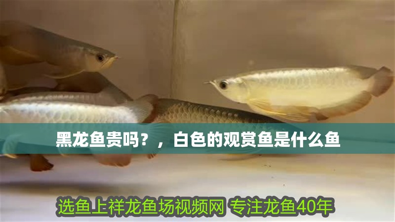 黑龍魚貴嗎？，白色的觀賞魚是什么魚