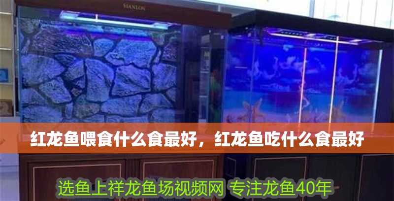 紅龍魚喂食什么食最好，紅龍魚吃什么食最好
