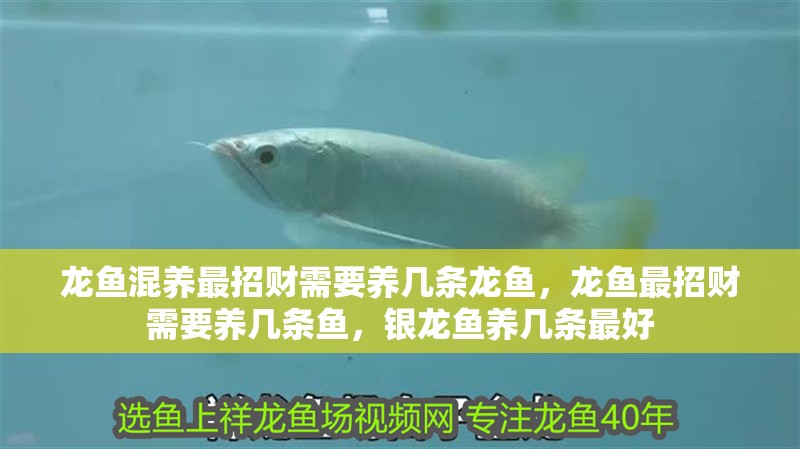 龍魚混養(yǎng)最招財(cái)需要養(yǎng)幾條龍魚，龍魚最招財(cái)需要養(yǎng)幾條魚，銀龍魚養(yǎng)幾條最好
