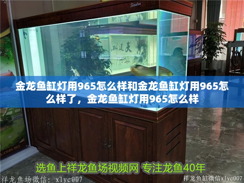 金龍魚缸燈用965怎么樣和金龍魚缸燈用965怎么樣了，金龍魚缸燈用965怎么樣
