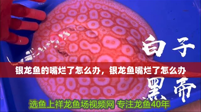 銀龍魚的嘴爛了怎么辦，銀龍魚嘴爛了怎么辦