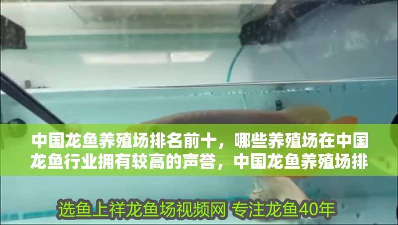 中國龍魚養殖場排名前十，哪些養殖場在中國龍魚行業擁有較高的聲譽，中國龍魚養殖場排名前十