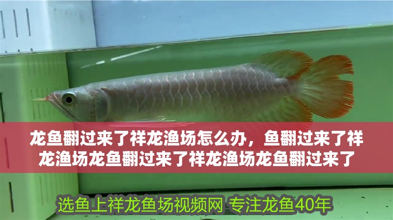 龍魚翻過來了祥龍漁場(chǎng)怎么辦，魚翻過來了祥龍漁場(chǎng)龍魚翻過來了祥龍漁場(chǎng)龍魚翻過來了