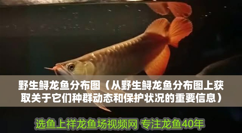 野生鱘龍魚分布圖（從野生鱘龍魚分布圖上獲取關于它們種群動態和保護狀況的重要信息）