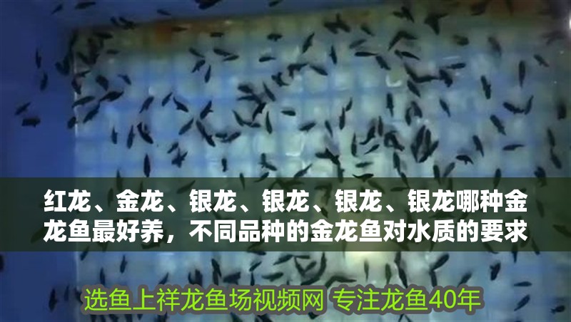 紅龍、金龍、銀龍、銀龍、銀龍、銀龍哪種金龍魚最好養(yǎng)，不同品種的金龍魚對(duì)水質(zhì)的要求也有所不同