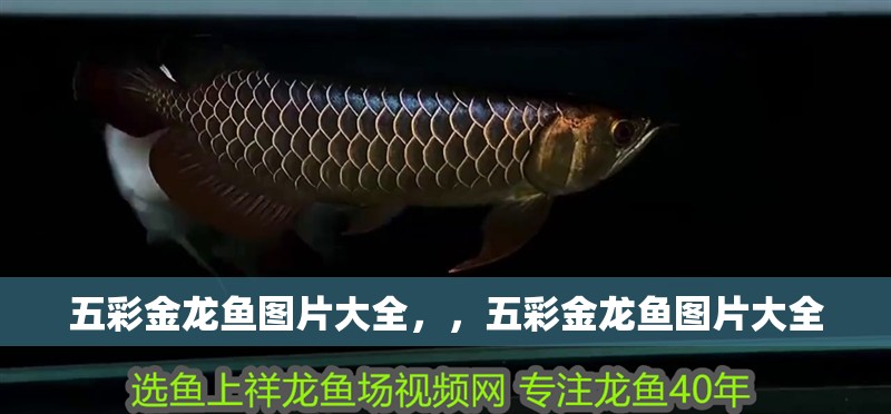 五彩金龍魚圖片大全,,五彩金龍魚圖片大全 觀賞魚百科 第2張 五彩金龍魚圖片大全,,五彩金龍魚圖片大全 五彩金龍魚圖片大全,,五彩金龍魚圖片大全 觀賞魚百科 第2張