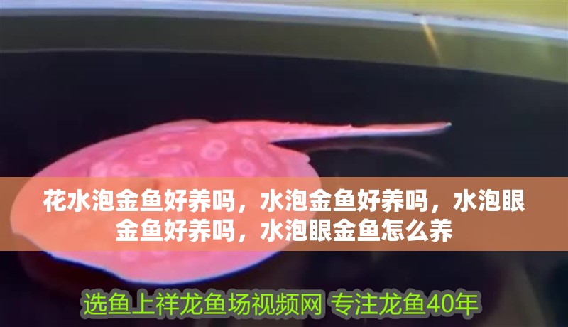 花水泡金魚好養嗎，水泡金魚好養嗎，水泡眼金魚好養嗎，水泡眼金魚怎么養