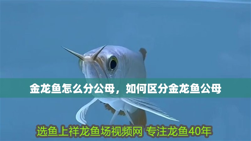 金龍魚怎么分公母，如何區分金龍魚公母