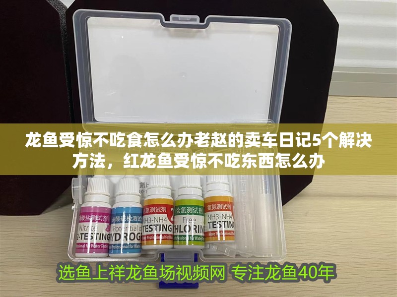 龍魚受驚不吃食怎么辦老趙的賣車日記5個解決方法，紅龍魚受驚不吃東西怎么辦