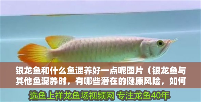 銀龍魚和什么魚混養好一點呢圖片（銀龍魚與其他魚混養時，有哪些潛在的健康風險，如何避免競爭）