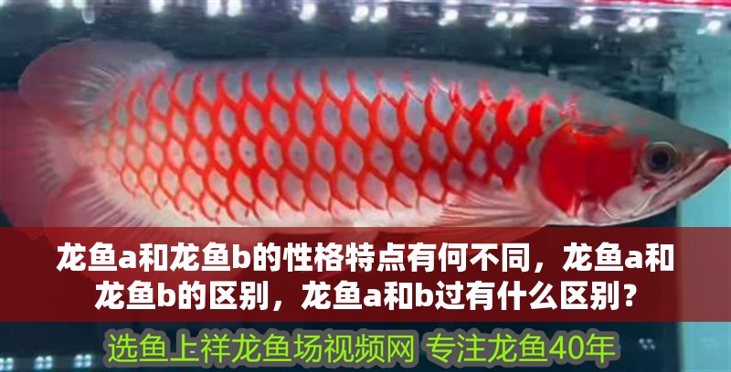 龍魚a和龍魚b的性格特點有何不同，龍魚a和龍魚b的區別，龍魚a和b過有什么區別？