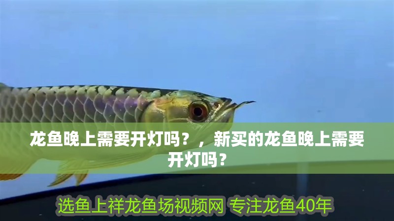 龍魚晚上需要開燈嗎？，新買的龍魚晚上需要開燈嗎？ 龍魚晚上需要開燈嗎？，新買的龍魚晚上需要開燈嗎？ 觀賞魚百科 第1張