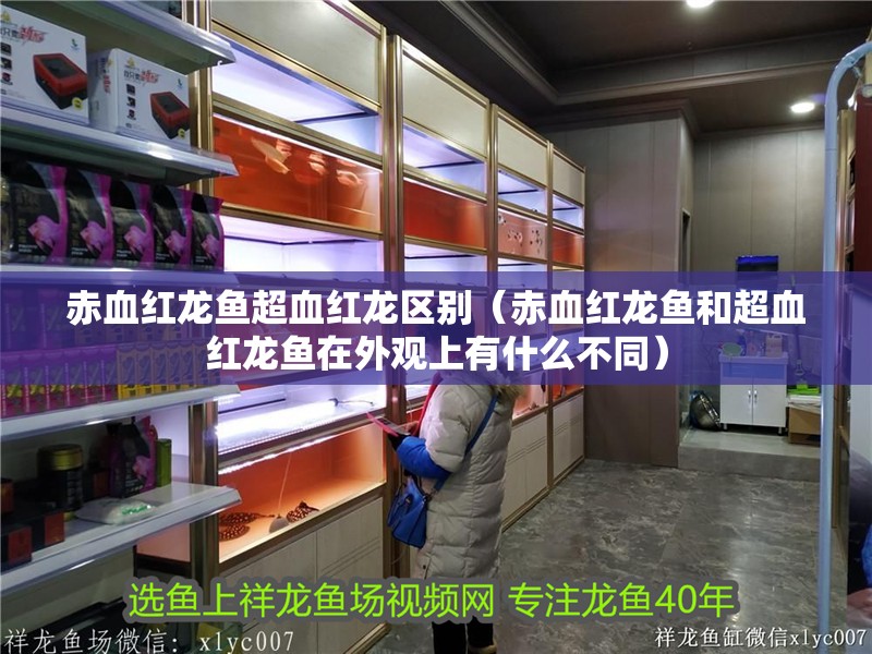 赤血紅龍魚超血紅龍區(qū)別（赤血紅龍魚和超血紅龍魚在外觀上有什么不同）
