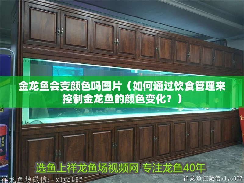 金龍魚(yú)會(huì)變顏色嗎圖片（如何通過(guò)飲食管理來(lái)控制金龍魚(yú)的顏色變化？）
