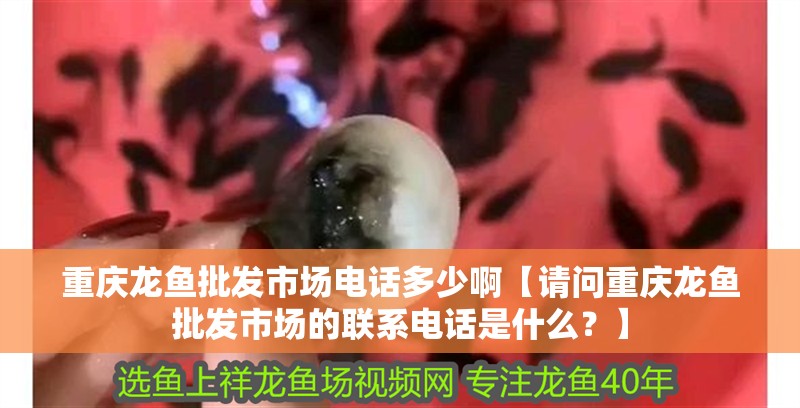 重慶龍魚批發市場電話多少啊【請問重慶龍魚批發市場的聯系電話是什么？】
