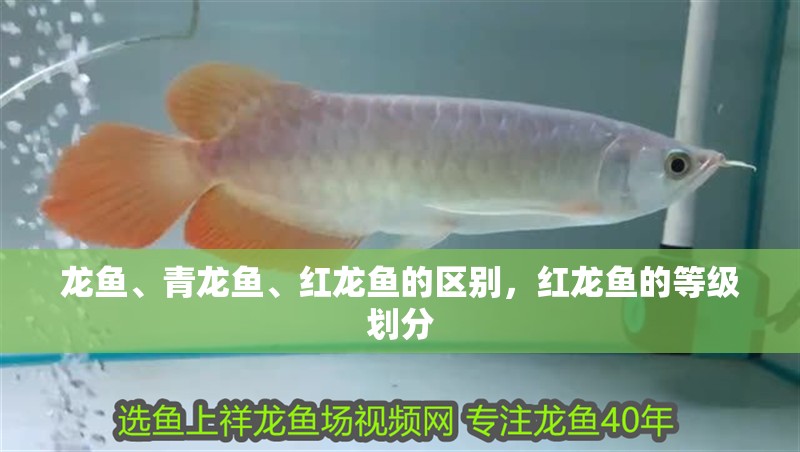 龍魚、青龍魚、紅龍魚的區別，紅龍魚的等級劃分