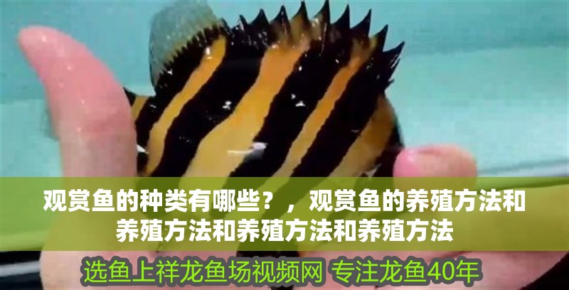觀賞魚的種類有哪些？，觀賞魚的養(yǎng)殖方法和養(yǎng)殖方法和養(yǎng)殖方法和養(yǎng)殖方法
