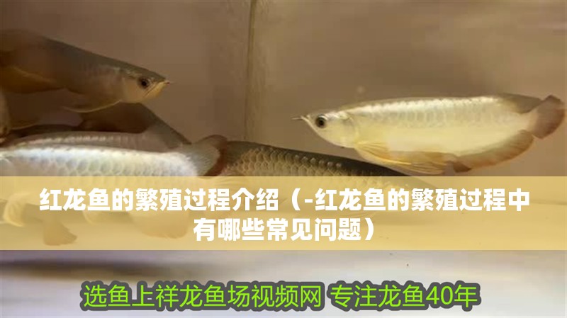 紅龍魚的繁殖過程介紹（-紅龍魚的繁殖過程中有哪些常見問題） 紅龍魚的繁殖過程介紹（-紅龍魚的繁殖過程中有哪些常見問題） 觀賞魚百科 第2張