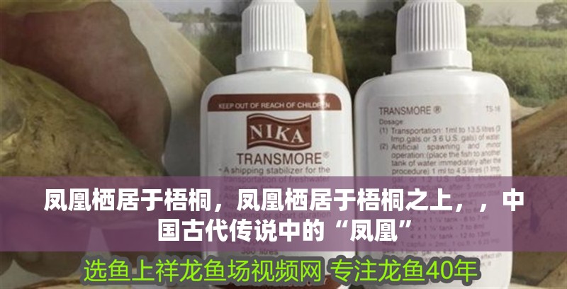 鳳凰棲居于梧桐，鳳凰棲居于梧桐之上，，中國古代傳說中的“鳳凰”