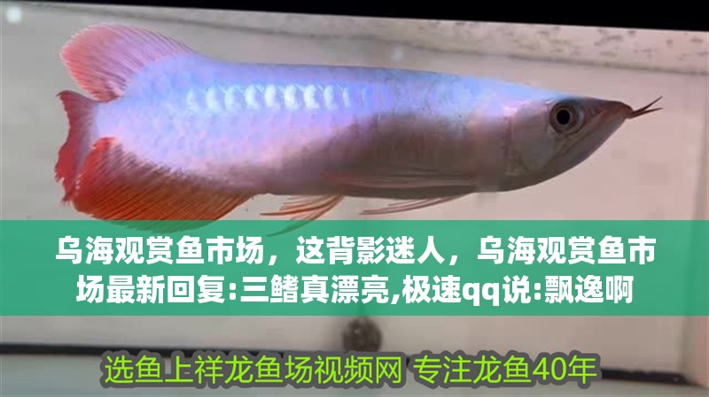 烏海觀賞魚市場，這背影迷人，烏海觀賞魚市場最新回復:三鰭真漂亮,極速qq說:飄逸啊
