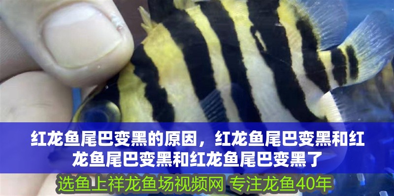 紅龍魚尾巴變黑的原因，紅龍魚尾巴變黑和紅龍魚尾巴變黑和紅龍魚尾巴變黑了