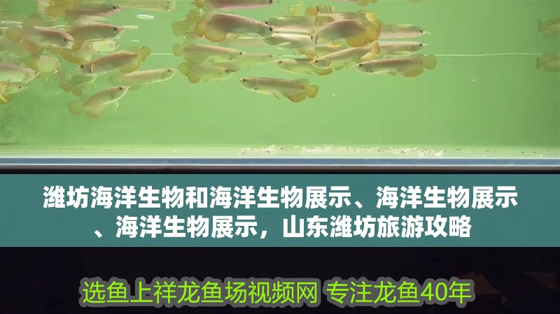 濰坊海洋生物和海洋生物展示、海洋生物展示、海洋生物展示，山東濰坊旅游攻略