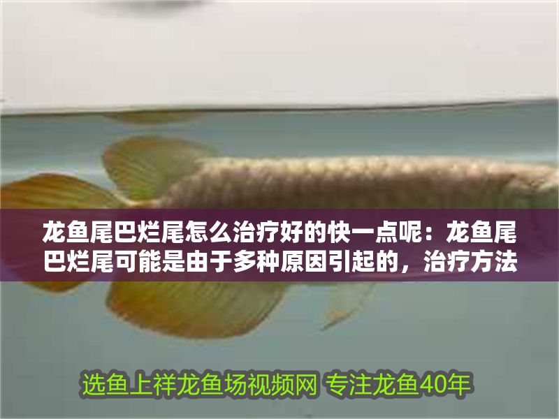 龍魚尾巴爛尾怎么治療好的快一點呢：龍魚尾巴爛尾可能是由于多種原因引起的，治療方法和注意事項