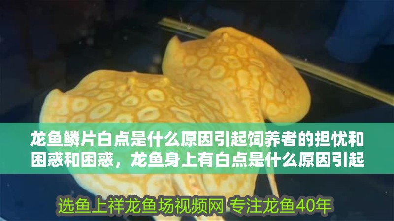 龍魚鱗片白點是什么原因引起飼養者的擔憂和困惑和困惑，龍魚身上有白點是什么原因引起的？ 龍魚鱗片白點是什么原因引起飼養者的擔憂和困惑和困惑，龍魚身上有白點是什么原因引起的？ 觀賞魚百科 第2張