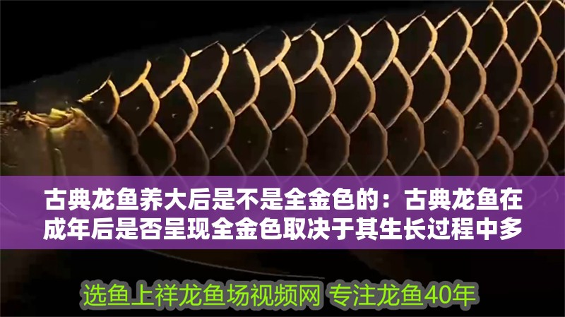 古典龍魚養大后是不是全金色的：古典龍魚在成年后是否呈現全金色取決于其生長過程中多種因素影響