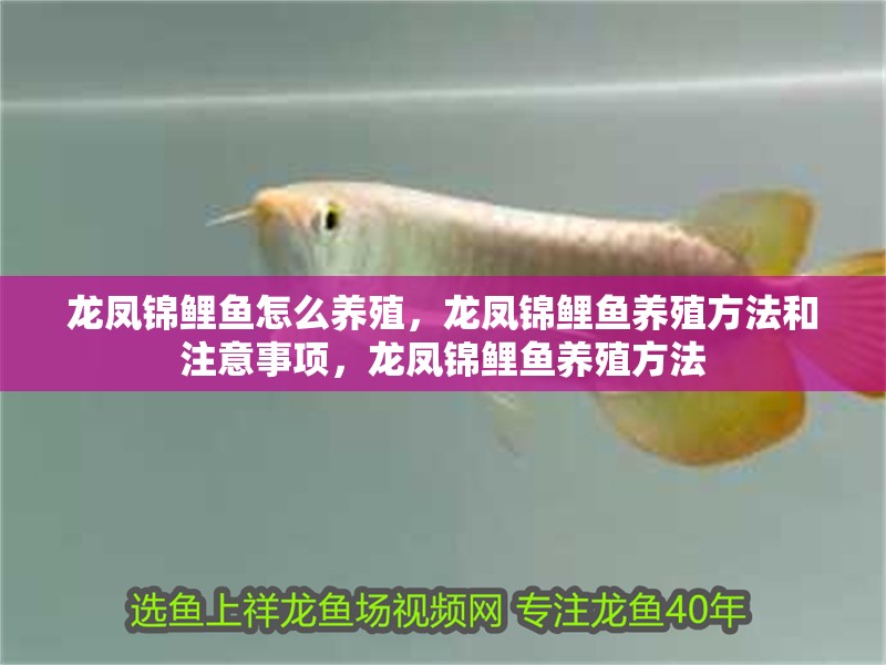 龍鳳錦鯉魚(yú)怎么養(yǎng)殖，龍鳳錦鯉魚(yú)養(yǎng)殖方法和注意事項(xiàng)，龍鳳錦鯉魚(yú)養(yǎng)殖方法