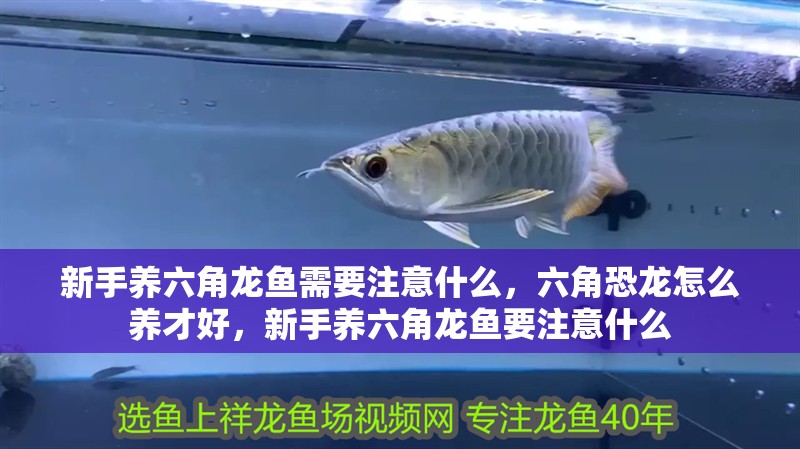 新手養六角龍魚需要注意什么，六角恐龍怎么養才好，新手養六角龍魚要注意什么