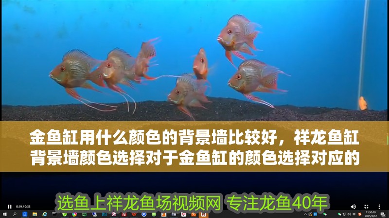 金魚缸用什么顏色的背景墻比較好，祥龍魚缸背景墻顏色選擇對于金魚缸的顏色選擇對應的建議