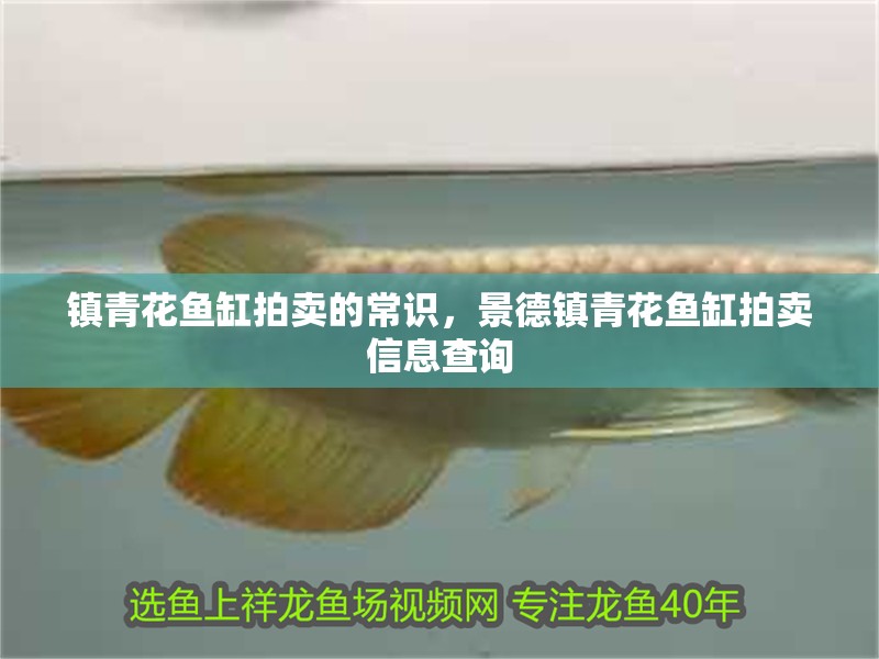 鎮青花魚缸拍賣的常識，景德鎮青花魚缸拍賣信息查詢