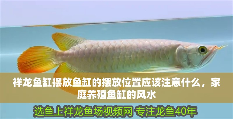 祥龍魚缸擺放魚缸的擺放位置應該注意什么，家庭養殖魚缸的風水
