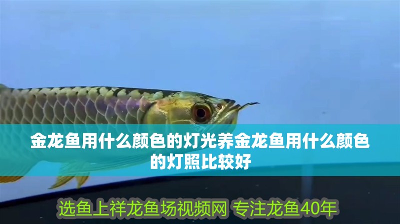 金龍魚用什么顏色的燈光養(yǎng)金龍魚用什么顏色的燈照比較好