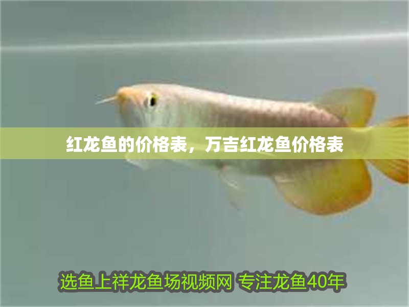 紅龍魚的價格表，萬吉紅龍魚價格表