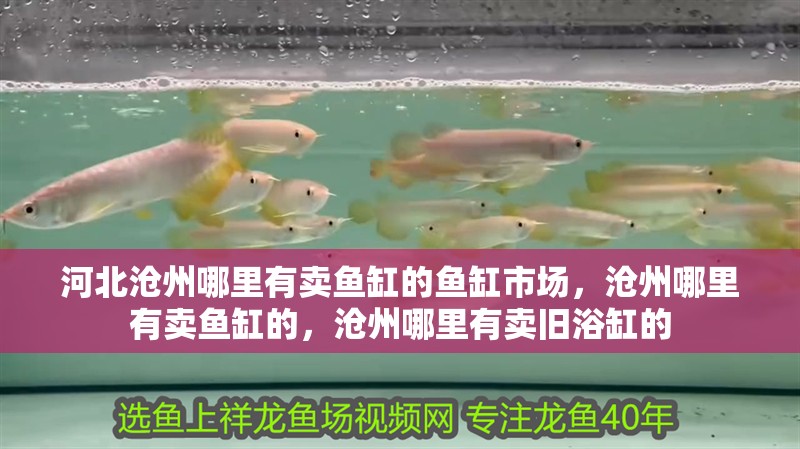 河北滄州哪里有賣魚缸的魚缸市場，滄州哪里有賣魚缸的，滄州哪里有賣舊浴缸的