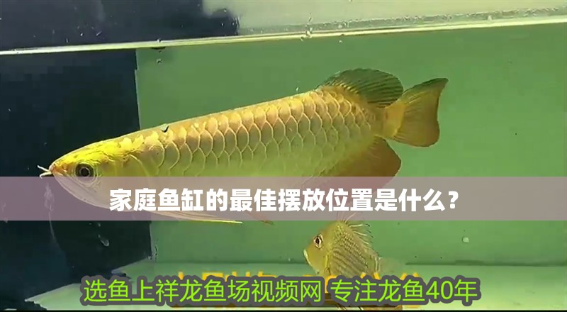 家庭魚缸的最佳擺放位置是什么？