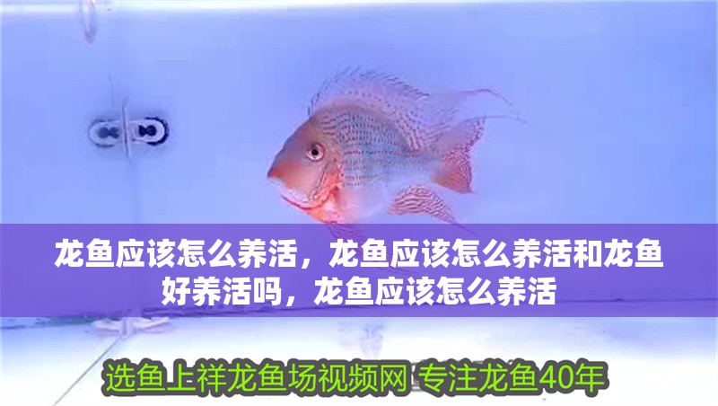 龍魚應該怎么養活，龍魚應該怎么養活和龍魚好養活嗎，龍魚應該怎么養活